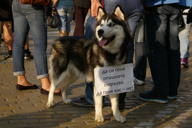 #ДАНСwithme мирен протест в София