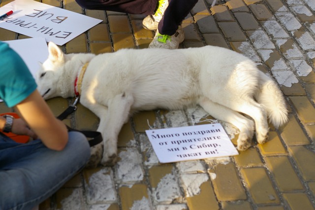 #ДАНСwithme мирен протест в София