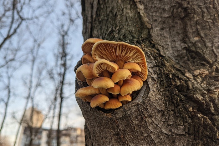 Little mushrooms