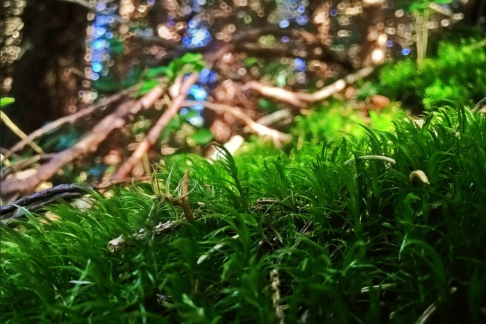 Little magical forest kingdom.
