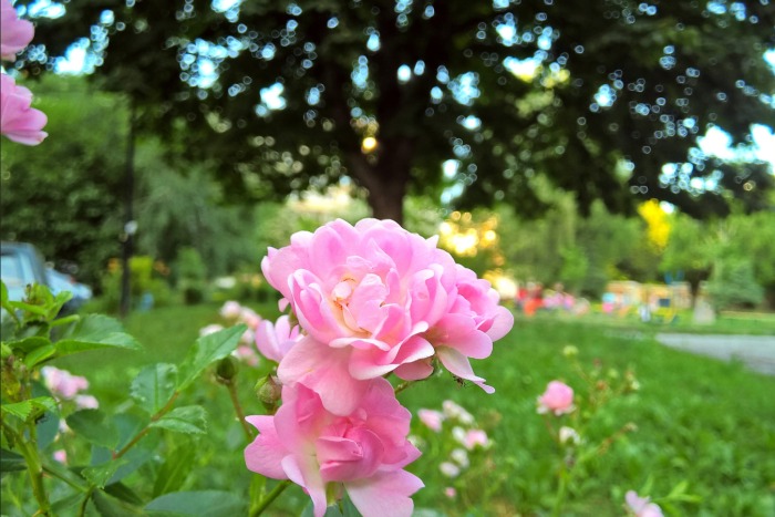Mini-roses in the hot summer afternoon