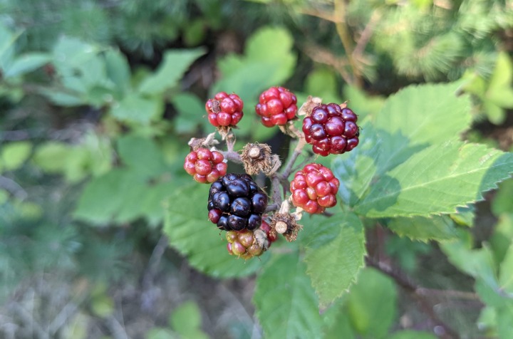 The forest of Marchaevo: Brambles.