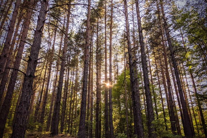 The forest of Marchaevo: The Peaceful Forest