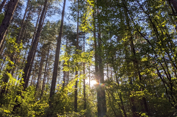 The forest of Marchaevo: The Peaceful Forest, Part II