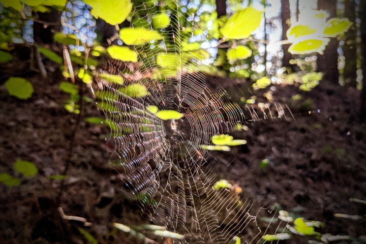 The forest of Marchaevo: A magical web.