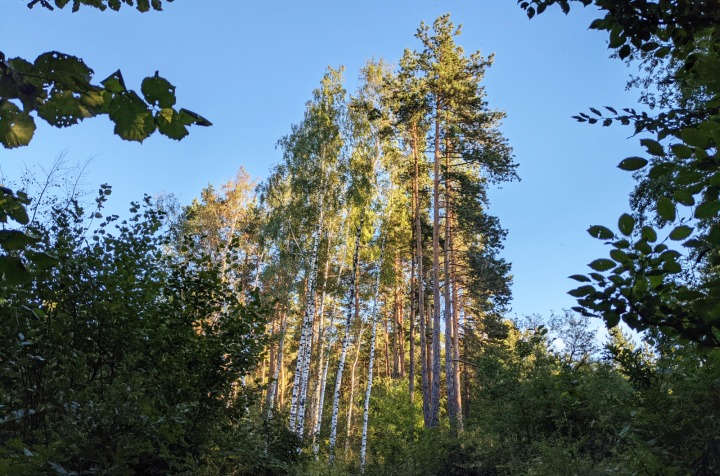 The forest of Marchaevo: Birches at sunset.