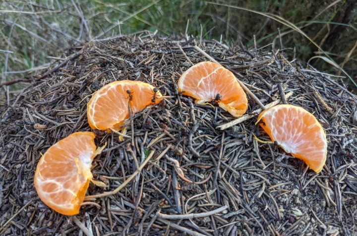 The forest of Marchaevo: The experiment with ants, three hours later.