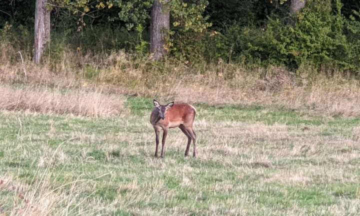 The forest of Marchaevo: A deer.