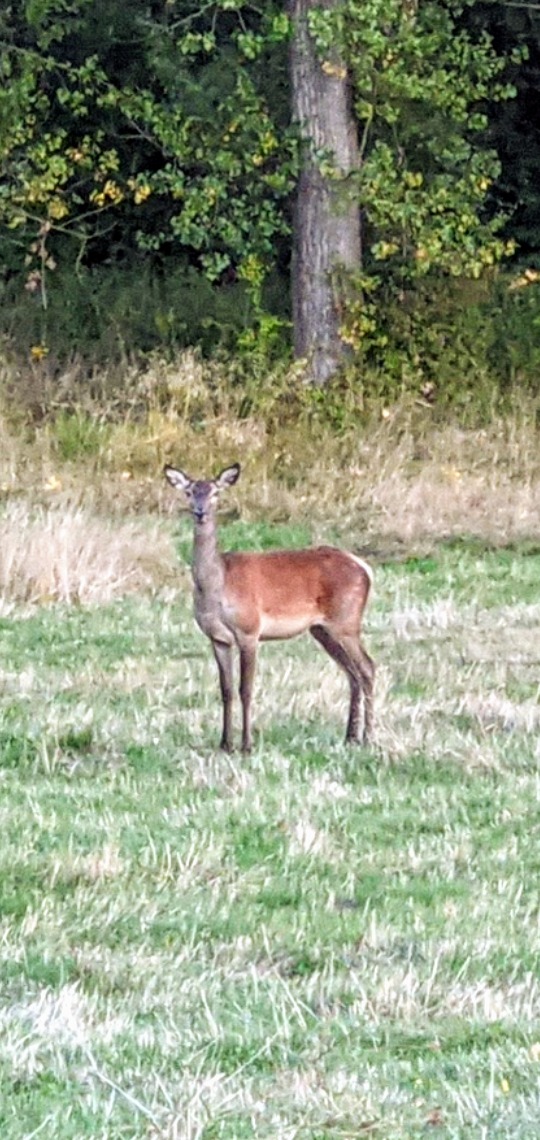 The forest of Marchaevo: A deer. [photo by Ani]