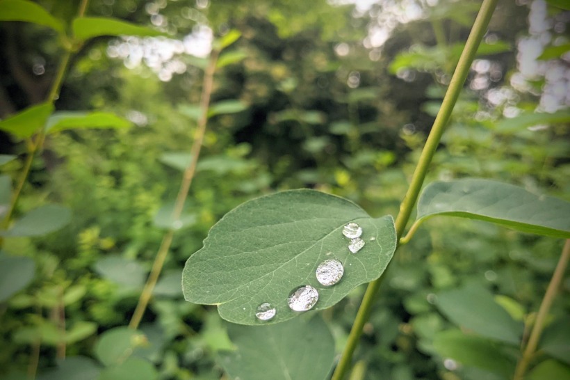 Water drop pearls after the rain.