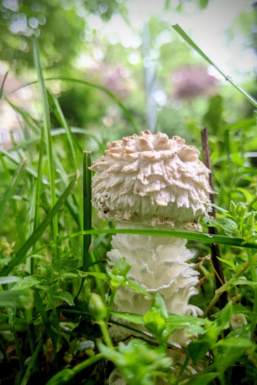 A beautiful mushroom in the grass.