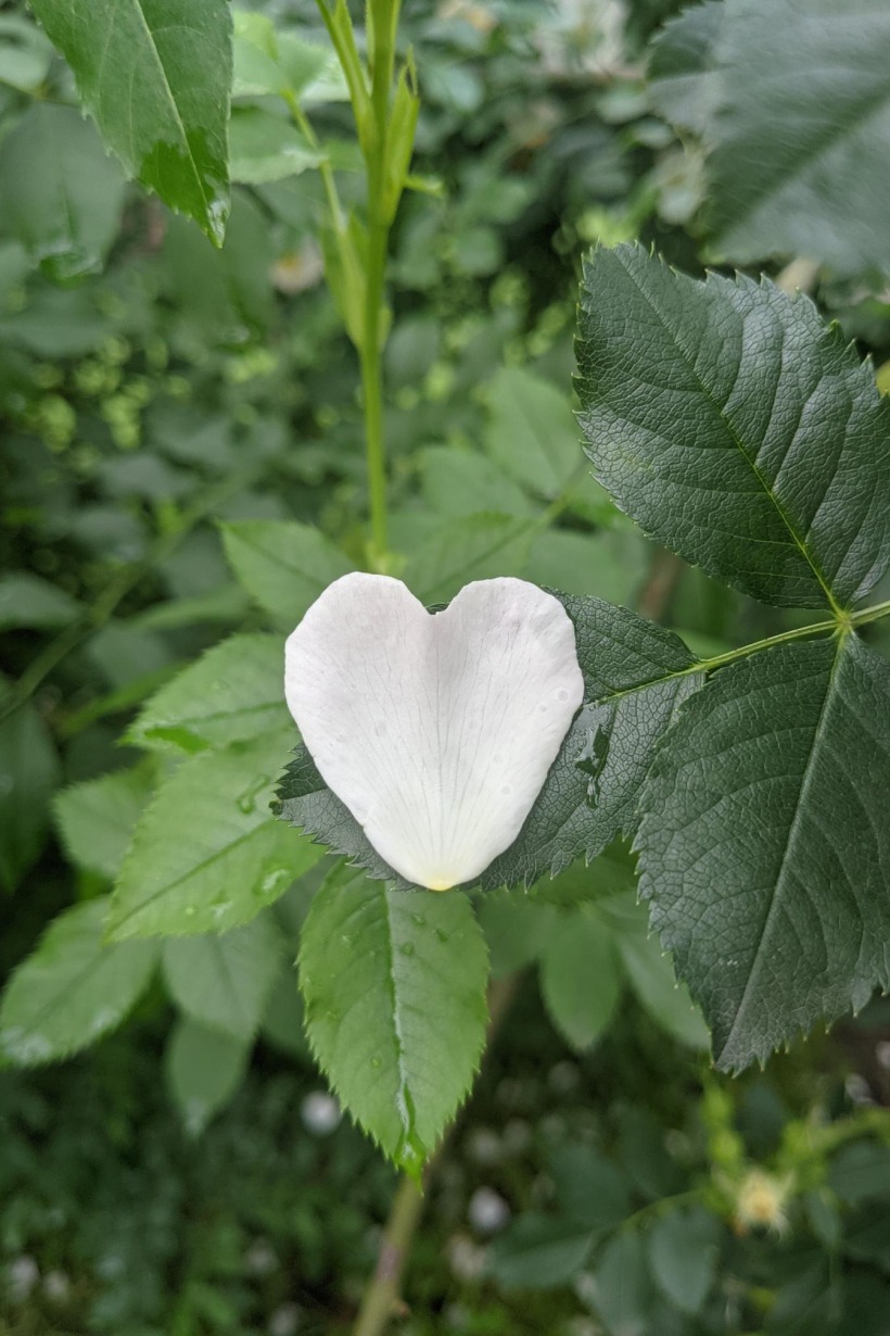 A white heart -- a leaf from a rose hip bush.