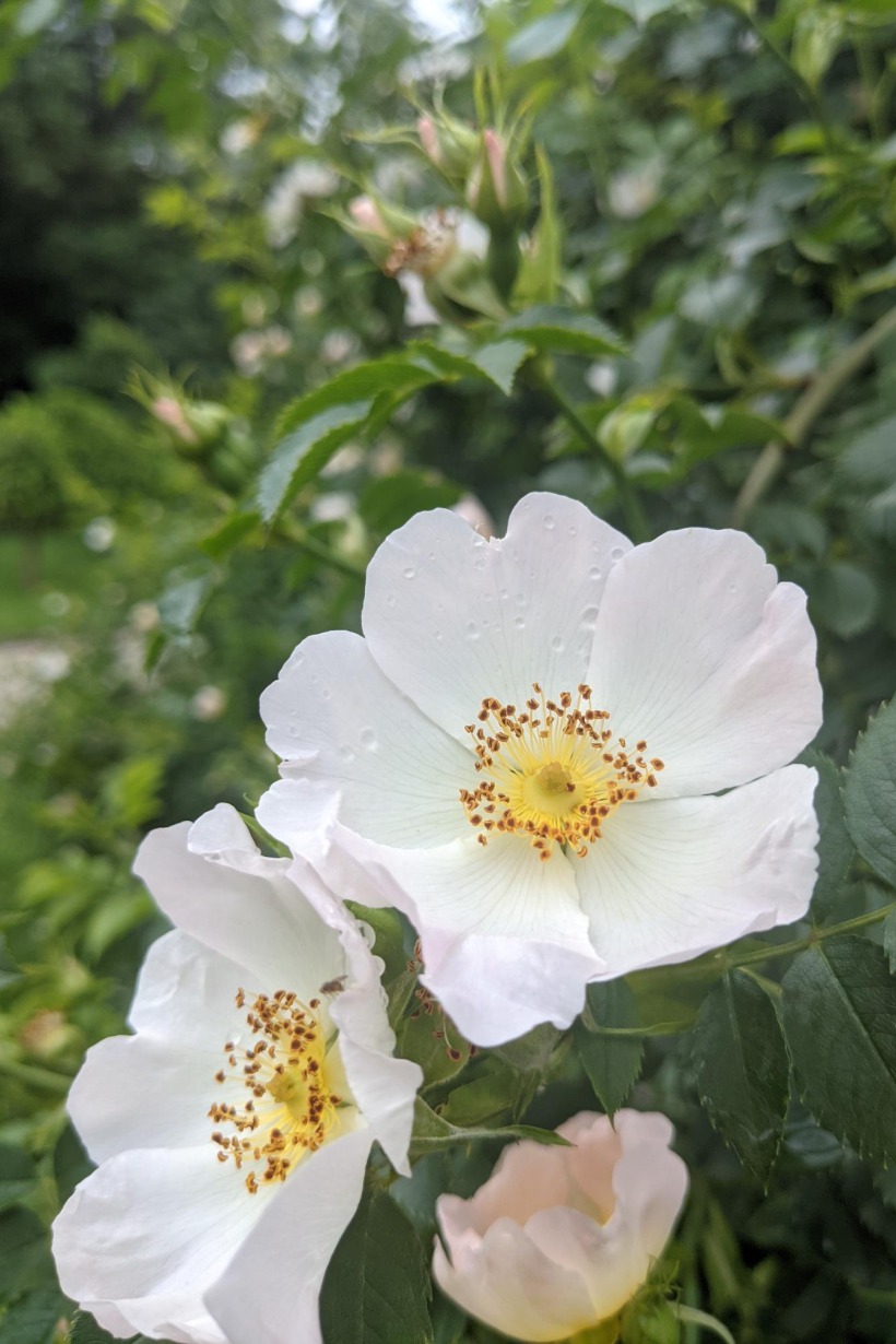 A beautiful blooming rose hip bush.